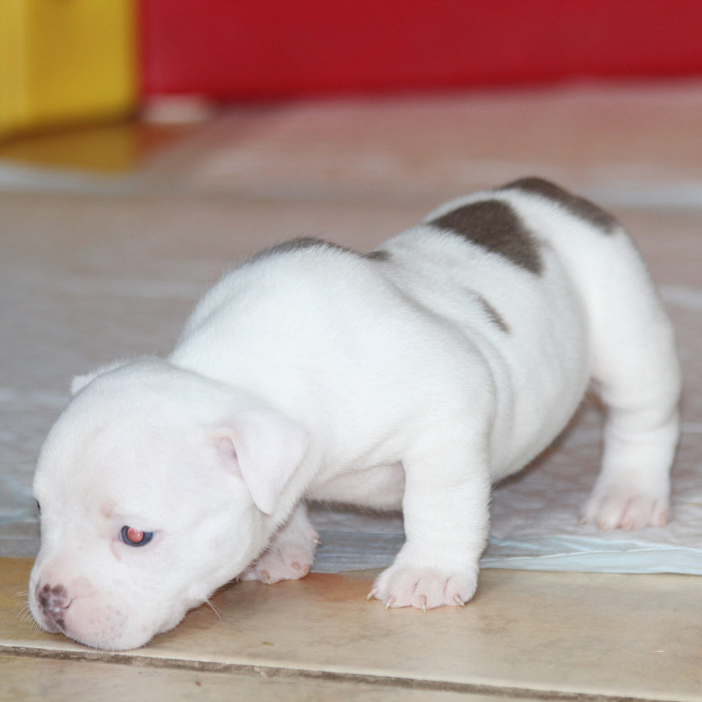 ANNIE American bully terrier puppies - Online King Pitbull Puppies for Sale
