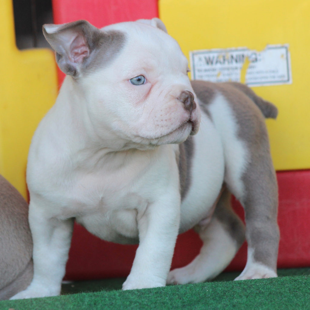 DAVE American bully terrier puppies - Buy American Bully Pitbull Puppies Online