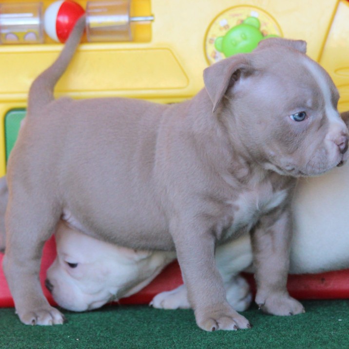 LISA American bully terrier puppies - Cheap Bully Dogs for Sale
